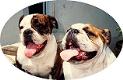 English Bulldog 