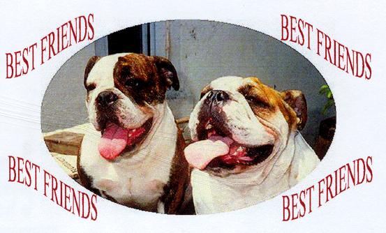 bulldog magnet