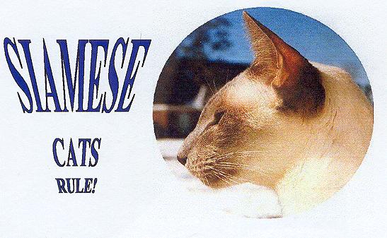 Siamese Cats Magnet