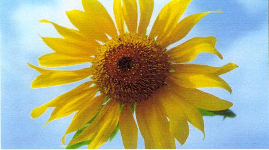 Sunflower Blue Sky