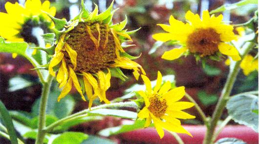 Sunflower Patch