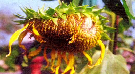 Sunflower Seeding