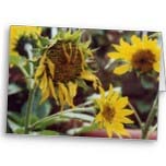 multiple sunflower cards