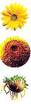 sunflower stickers