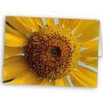 sunflower greeting cards