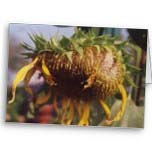 sunflower seed cards