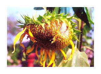 2007 sunflower calendar