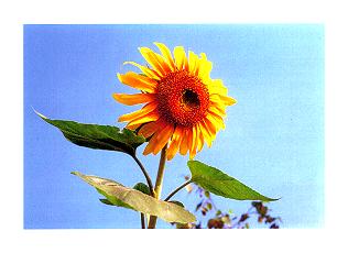 2007 sunflower flower calendar
