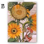 Sunflower Greeting Card